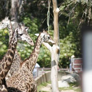 Three Giraffes at the Zoo