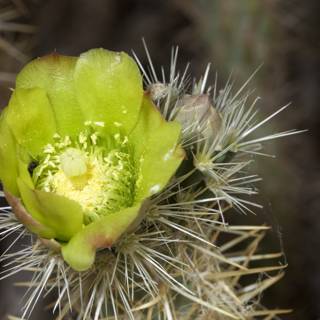 Vibrant Cactus Flower