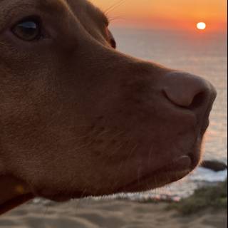 Canine Contemplation at Sunset