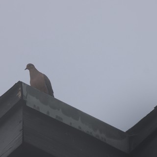 Pigeon Perched on Rooftop Against Overcast Sky