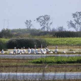 Greater Flamingos Gathering in Wetland Habitat
