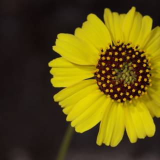 Dotted Daisy in Full Bloom