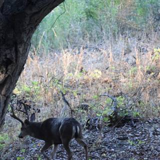 Morning Stroll in the Woodland