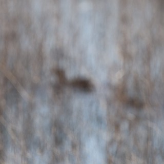 Elusive Wildlife in Wetland Grasses at Dusk