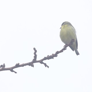 Yellow Finch Perched on Bare Winter Branch