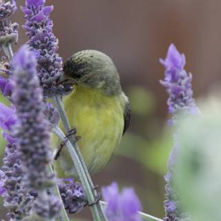 A Finch's Lavender Feast