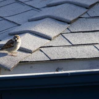 Morning Glimpse of El Sereno Sparrow