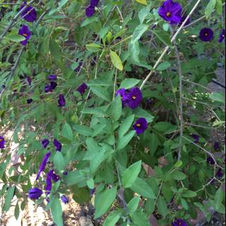 Purple Geraniums in Altadena