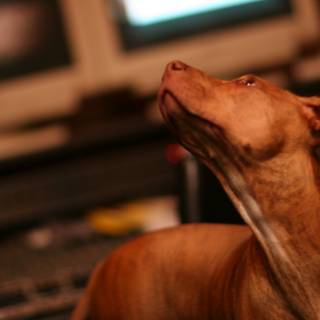 Curious Dog Watches Television