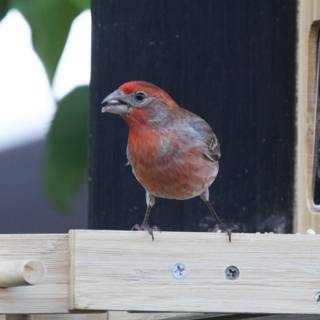 Feathered Friend on a Wooden Perch