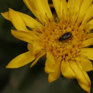 Bug on Yellow Daisy