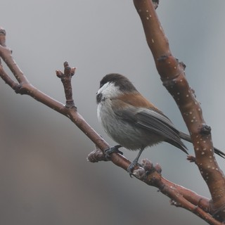 Boreal Chickadee Perched on Winter Branch