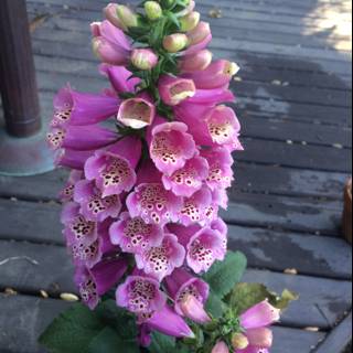 Pink Snapdragon Flower with White Spots