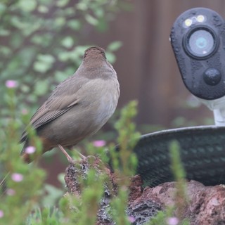 Bird Observing Security Camera in Garden Setting