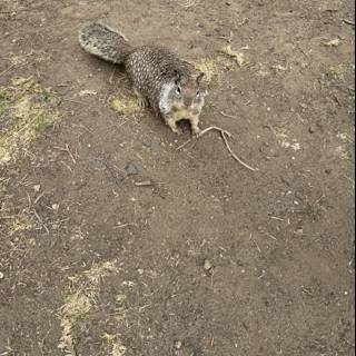 Curious Cambria Squirrel