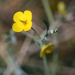 Lone Yellow Geranium