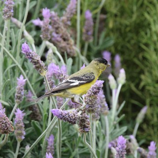 Lesser Goldfinch Perched on Lavender Flowers