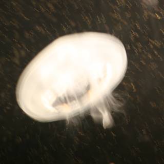 A Jellyfish's Aerial Adventure