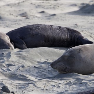 Elephant Seals Resting on Sandy Beach at Drakes Beach