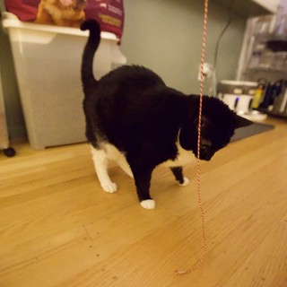 Black and White Kitten Playing with String Toy at Home