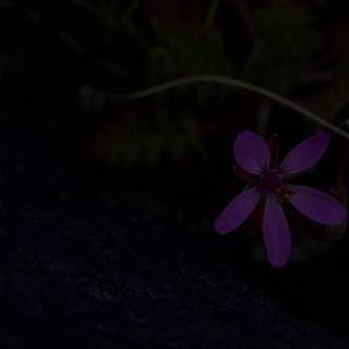 The Lone Purple Bloom