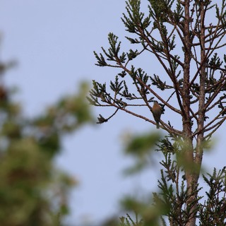 Small Bird Perched in Conifer Tree at Dusk