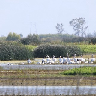 Flock of American White Pelicans at Wetland Refuge