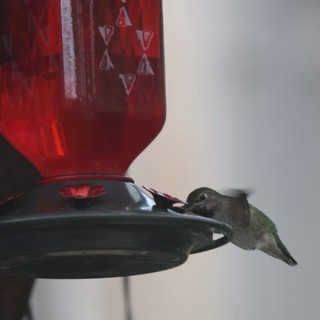 Hummingbird Feeding at Red Nectar Feeder