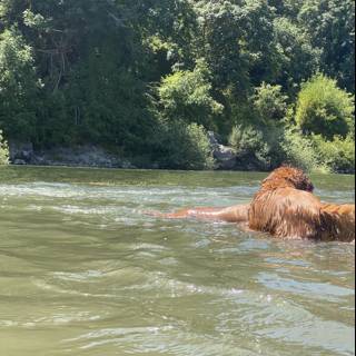 Brown Bear Taking a Dip in Monte Rio River