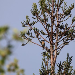 Cedar Waxwing Perched on Conifer Branch at Dusk