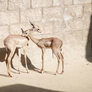 Two Gazelles Strike a Pose