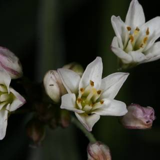 White Flowers with Green Centers