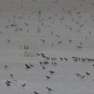 A Symphony of Wings