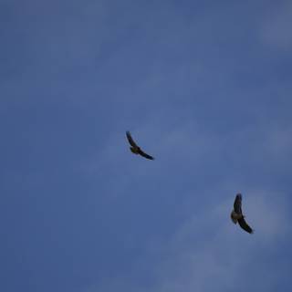 Duel in the Blue: Vultures of Lake Merced