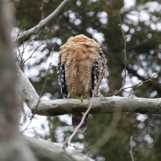 Red-shouldered Hawk Perched in Winter Trees