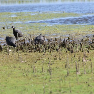 American Coots Foraging in Flooded Agricultural Wetlands