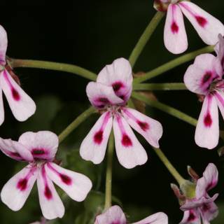 Spotted Geranium Blossom