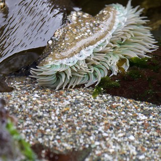 Sea Anemone Sprawled Open in Tidal Pool