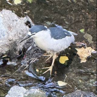 Tranquil Waterside Encounter