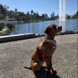 Serene Pup by the Fountain