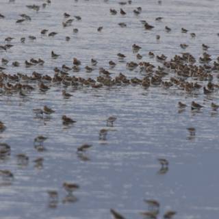 Dance of the Flock