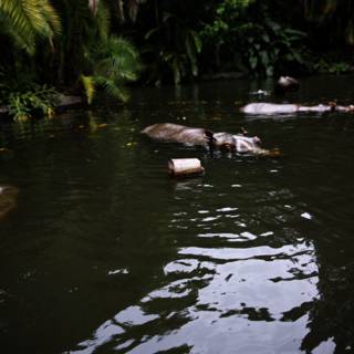 Splashing with Hippos at Disneyland