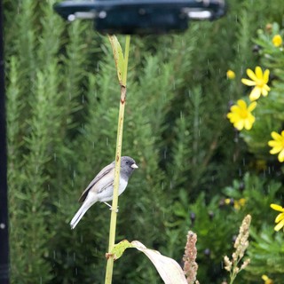 Dark-Eyed Junco Perched in Garden Rain