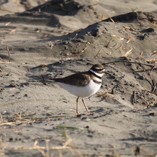 Killdeer Plover on Sandy Beach at Drakes Beach