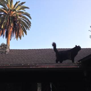 Feline Rooftop Explorer