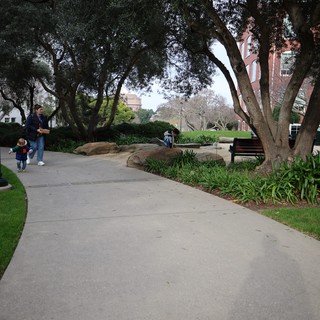 Tree-Lined Walkway at Peaceful Campus Setting