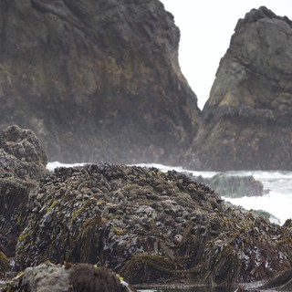 Mussel-Covered Rocks at Rugged Pacific Coastline
