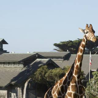 The Sky-High Neighbor: An Urban Giraffe Encounter