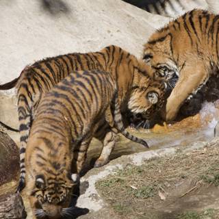 Three Tigers Quench Their Thirst