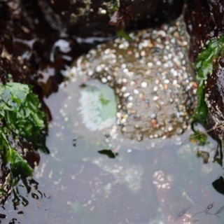 Barnacle-Encrusted Rock in Coastal Tide Pool